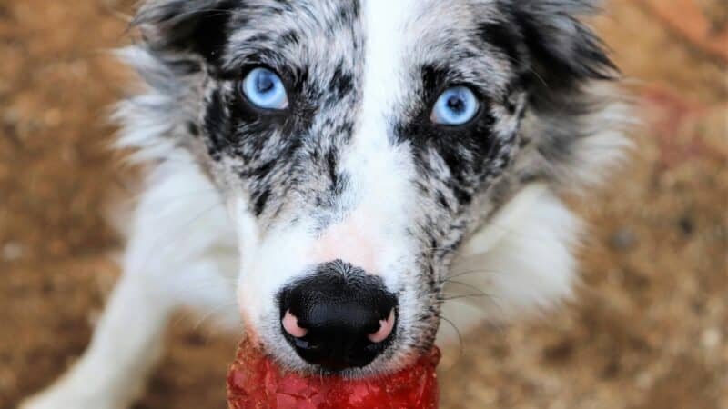 dog eating frozen treat