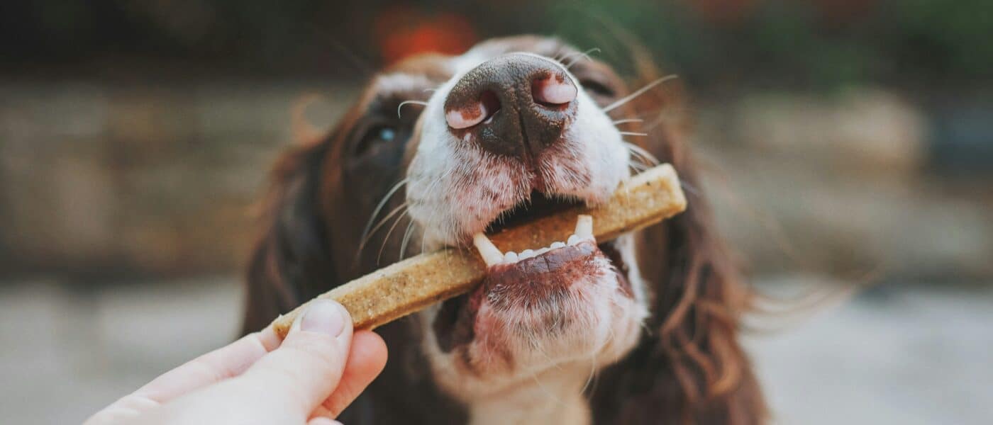 Best Low Calorie Dog Treats: Balancing Metabolic Load and Reward Volume in 2026