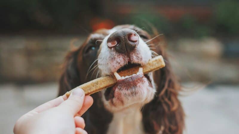Dog happily receiving a treat