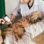 Person drying wet dog with blow dryer