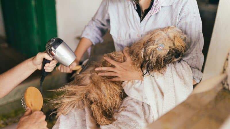 Person drying wet dog with blow dryer