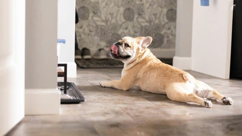 French Bulldog lying on the floor waiting for food