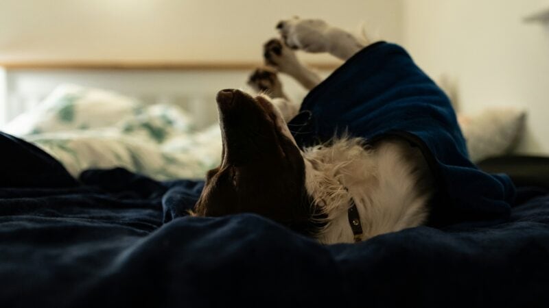 Dog playfully rolling on bed