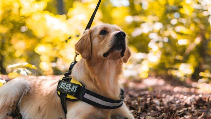 dog harness vs collar