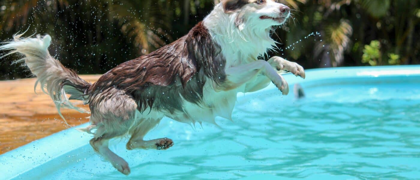 Best Dog Water Toys in 2026: Float, Fetch, and Dive Play