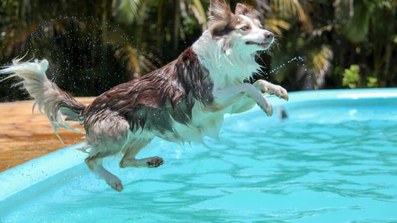 a dog jumping in a pool playing in water