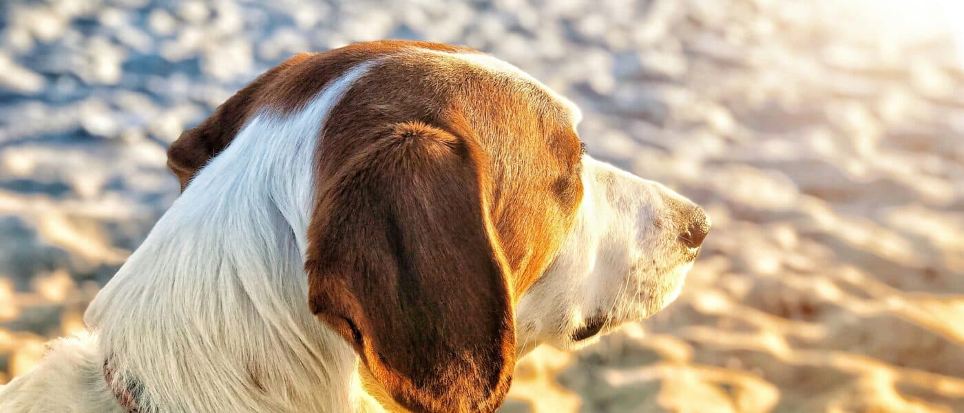 Best Dog Sunscreens in 2026: Pet-Safe Sun Protection