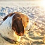 dog laying in the sun