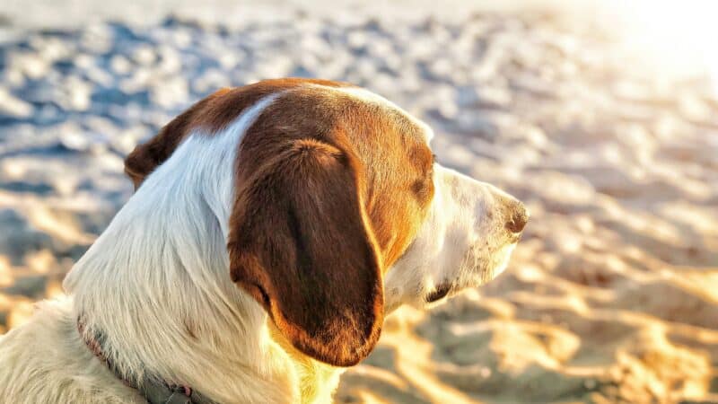 dog laying in the sun