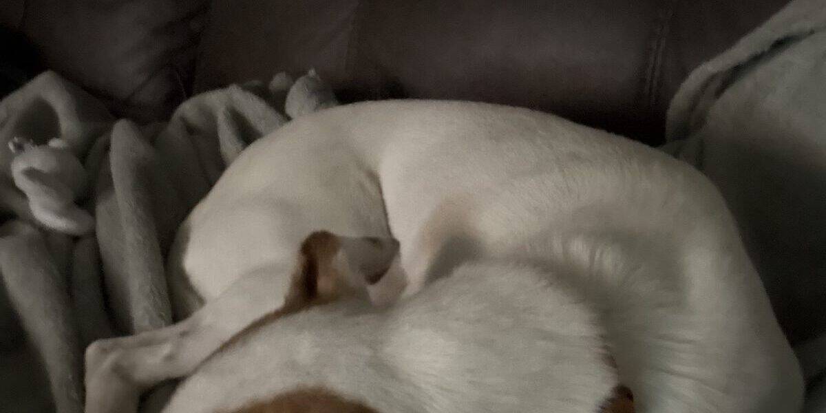Why Do Dogs Circle Before Lying Down: The Ancestral Instinct Explained
