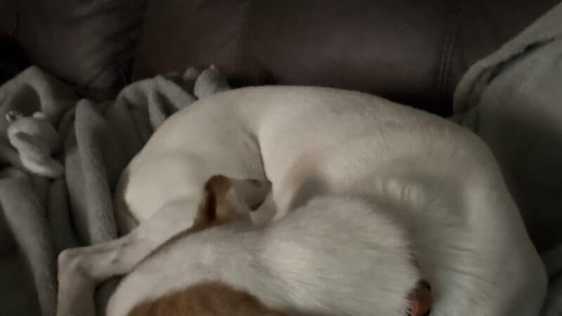 a dog lying down on a couch