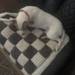 a dog on a couch cover to protect the couch