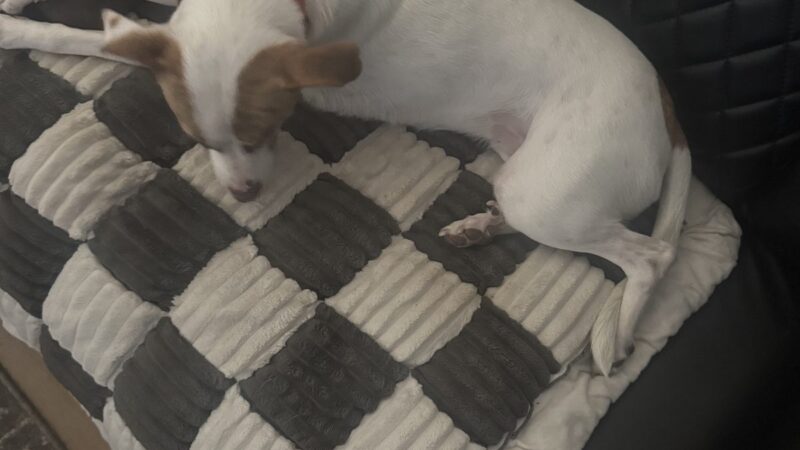 a dog on a couch cover to protect the couch