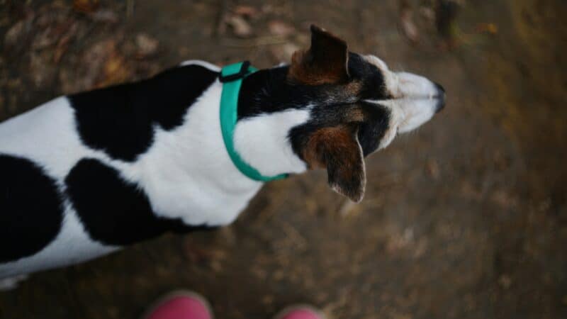 Dog with collar standing on ground