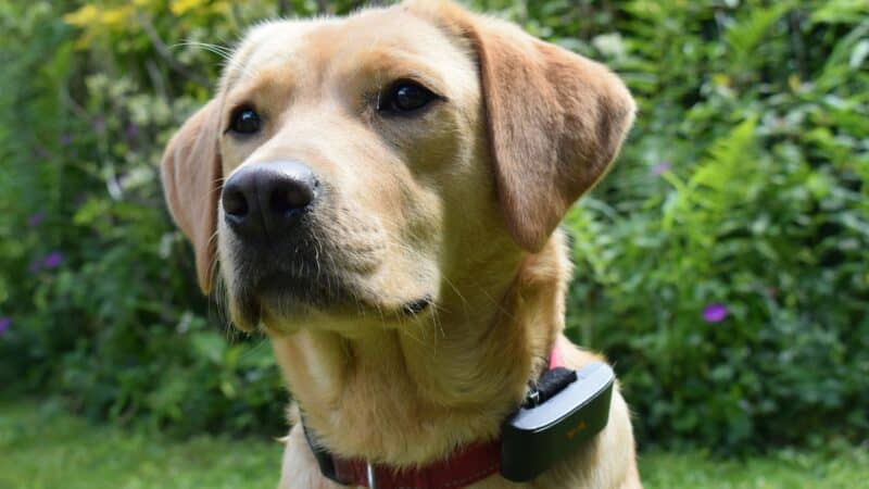 Golden dog with collar in garden