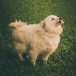 a dog playing in the grass during a hot day