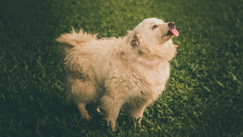 a dog playing in the grass during a hot day
