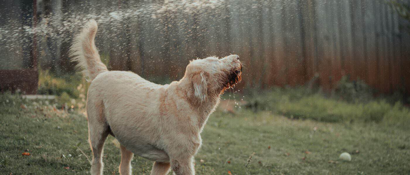 Best Dog Sprinklers in 2026: Backyard Water Play to Cool Dogs Down