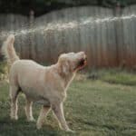 a dog playing with water outside