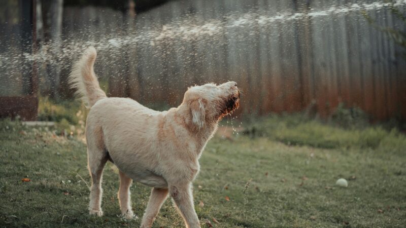 a dog playing with water outside