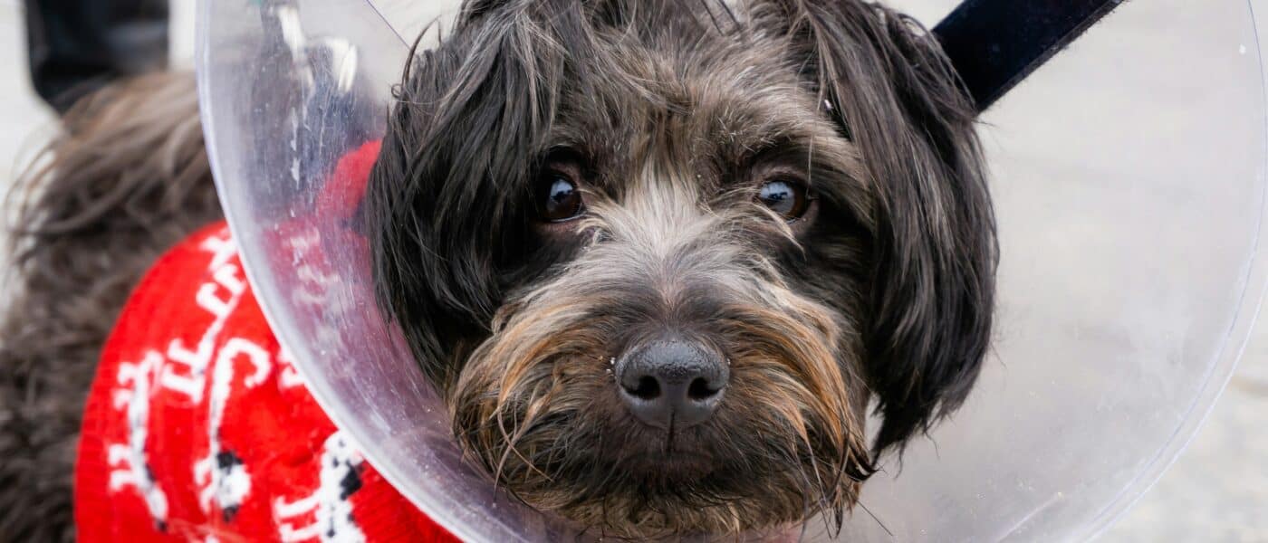 Best Dog Recovery Cones and E-Collars in 2026: Comfort and Coverage