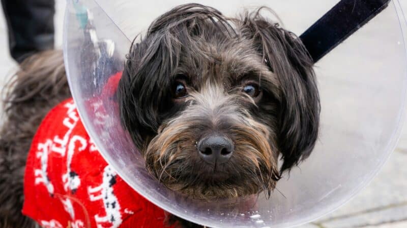 a dog wearing a recovery cone for relief