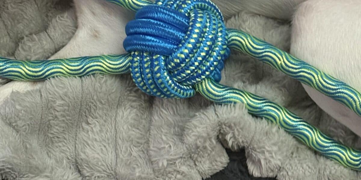Best Dog Rope Toys in 2026: Tug, Toss, and Healthy Play