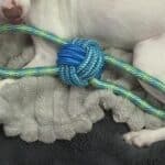 a dog rope toy on dog bed