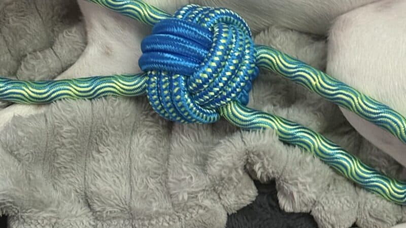 a dog rope toy on dog bed