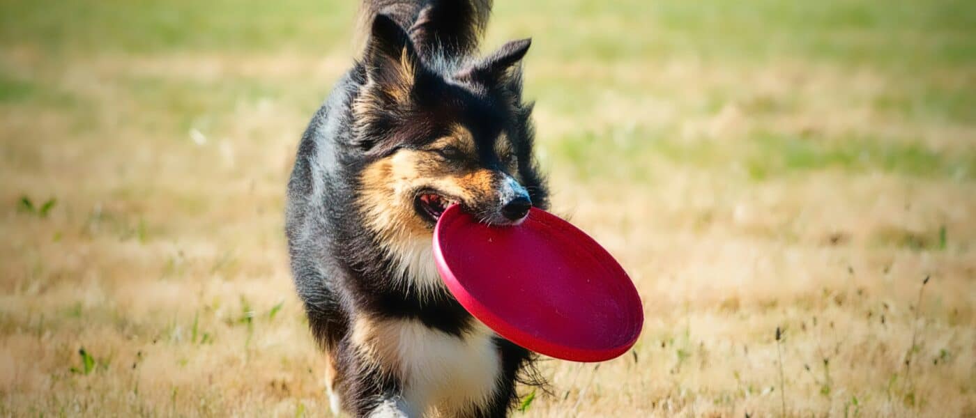 Best Dog Frisbees and Flying Discs in 2026: Soft, Tough, Tooth-Safe