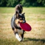 a dog running with a frisbee outdoors