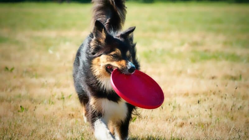 a dog running with a frisbee outdoors