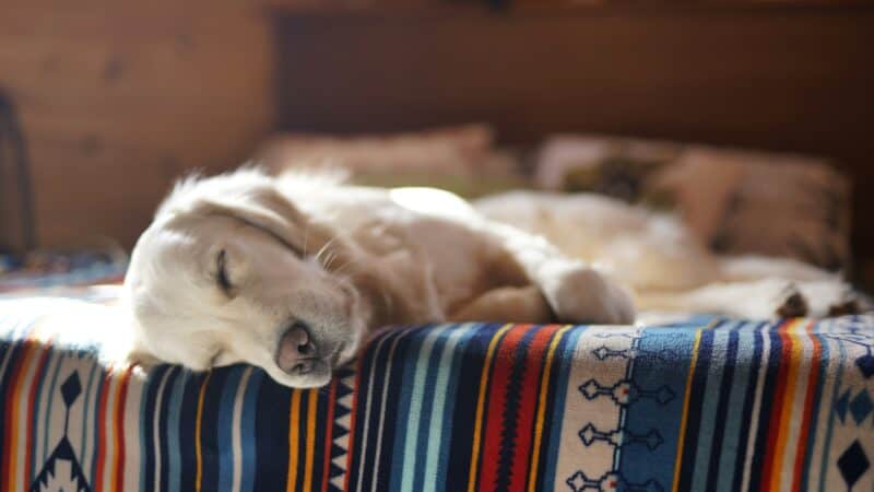 Golden retriever peacefully napping on blanket.