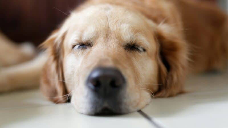 Golden retriever peacefully sleeping on floor