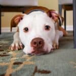 a dog staring at their owner in a home