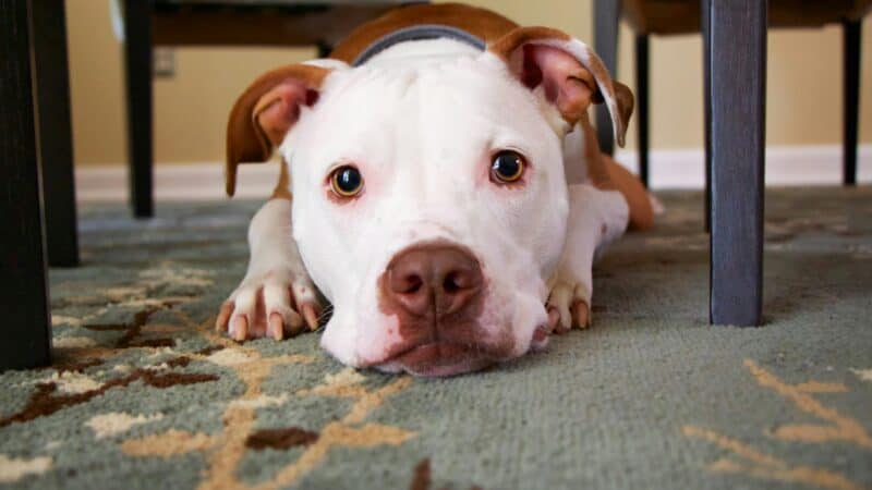 a dog staring at their owner in a home