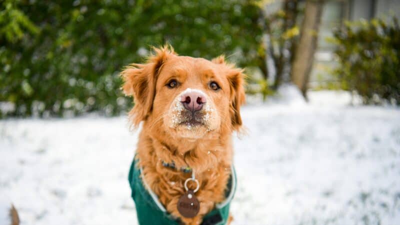 a dog wearing a sweater to help with the cold