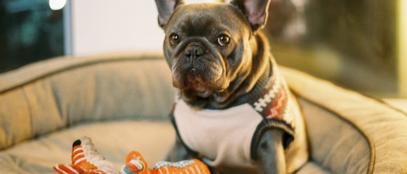 How to Clean Dog Toys in 2026: Safe, Simple, and Germ-Free