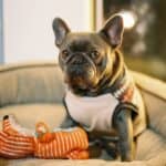 a dog with a clean toy happy