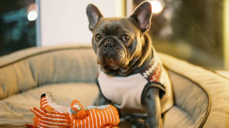 a dog with a clean toy happy