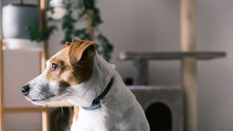 Dog sitting with collar on