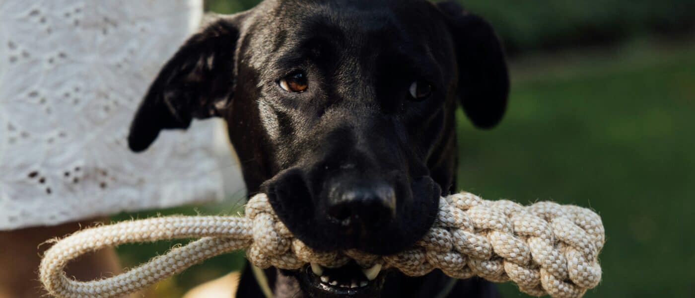 Rope Toy vs Chew Toy in 2026: Which Your Dog Needs