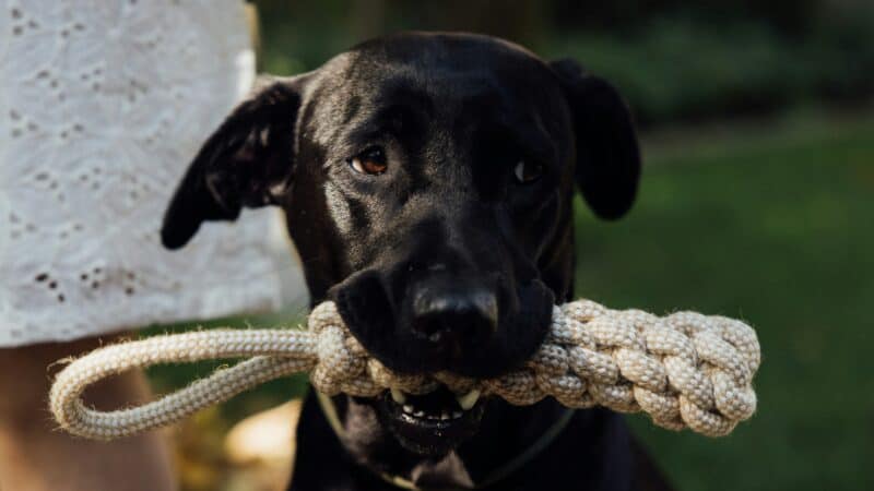 a dog using a rope toy for play