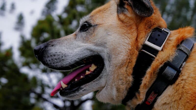 dog wearing collar outside
