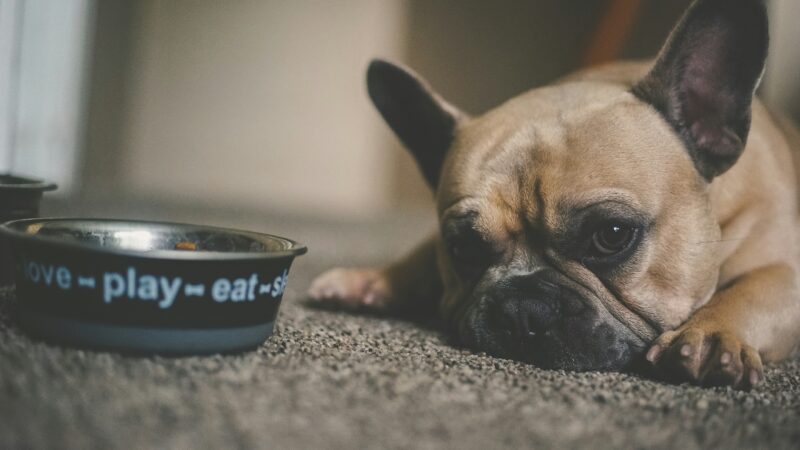 a dog with their food