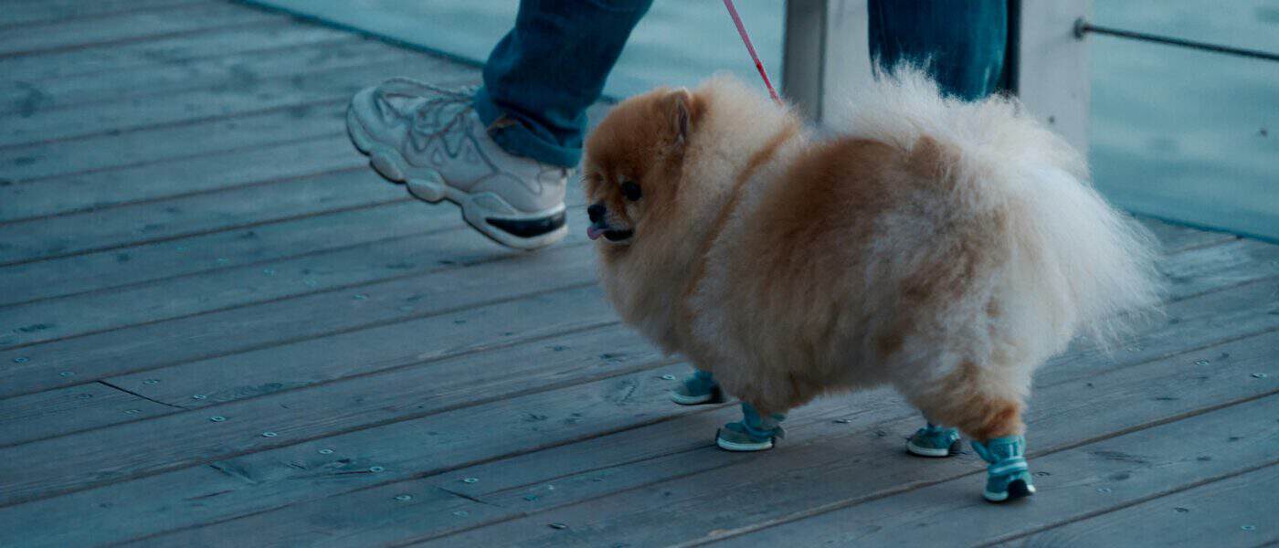 Best Dog Winter Boots in 2026: Warm, Grippy, Salt-Proof