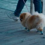 a dog with winter boots on