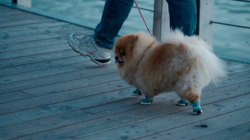 a dog with winter boots on