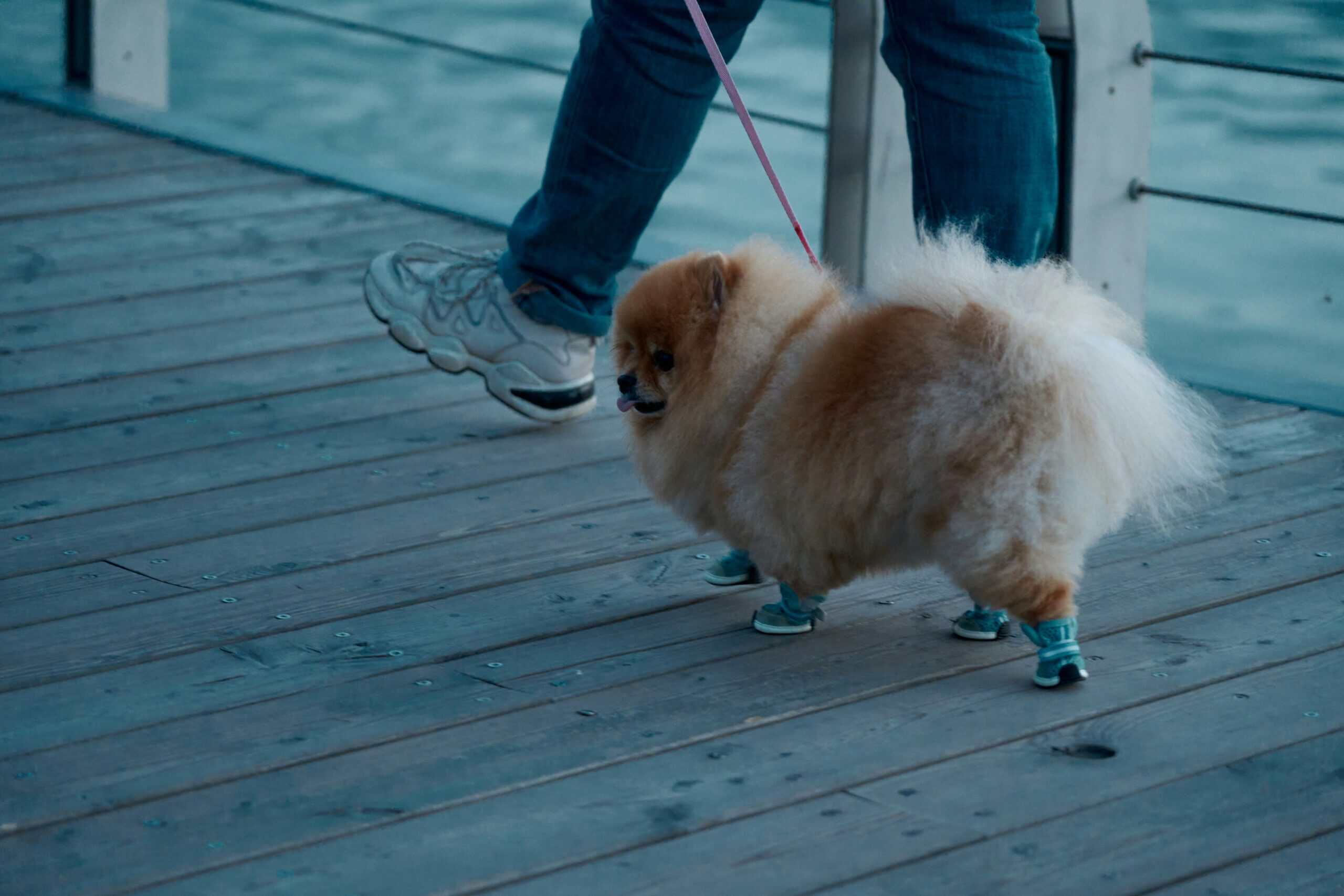 Best Dog Winter Boots in 2026: Warm, Grippy, Salt-Proof
