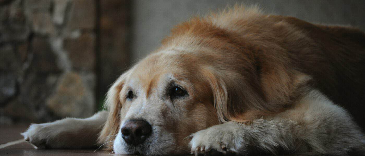 How to Care for a Senior Dog Safely